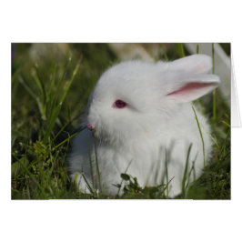 Cartão Flor de Coelhinho