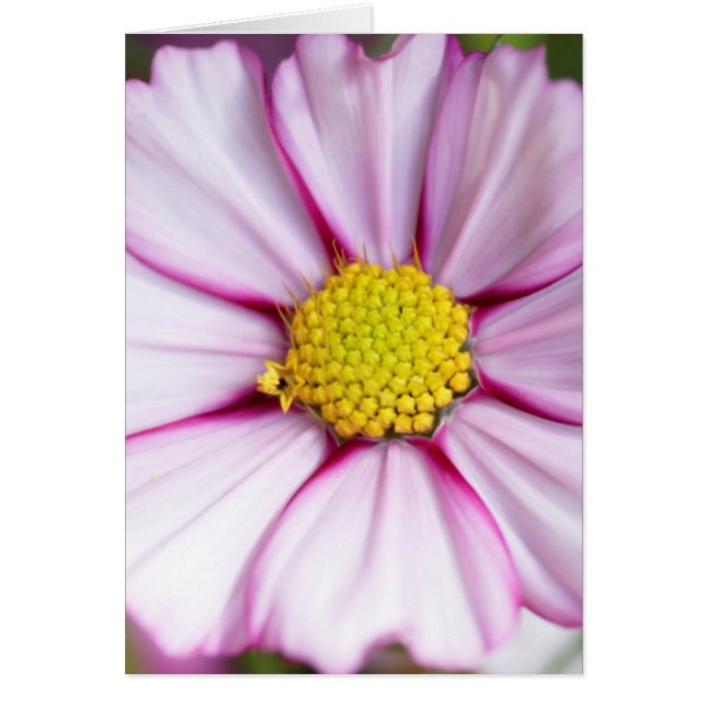 Cartão Flor de Cosmos (bidens formosa) (Frente)