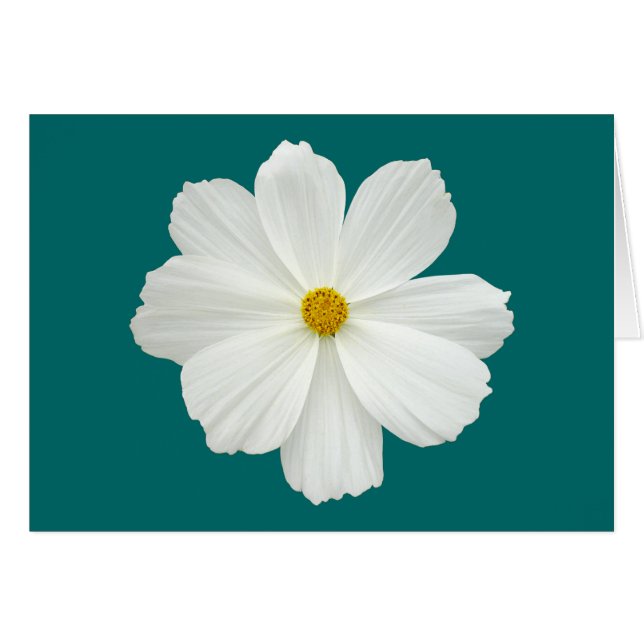 Cartão Flor de Cosmos Branco (Frente Horizontal)