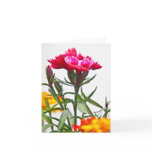 Flor de Dianthus