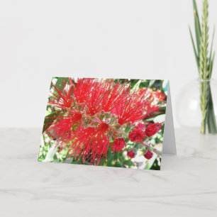 Cartão Flor de Escova de Garrafa Vermelha Floral Tropical