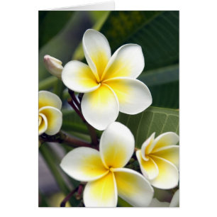Cartão flor de frangipani Ilhas Cook