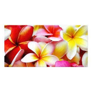 Cartão Flor de Havaí do Frangipani do Plumeria