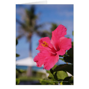 Cartão Flor de hibisco rosa