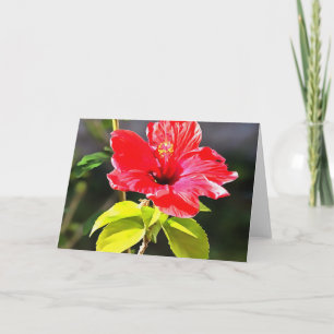 Cartão Flor de Hibiscus Tropical Vermelha e Bonita