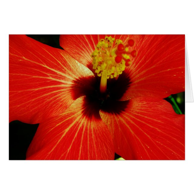 Cartão Flor de Hibiscus Vermelho Brilhante (Frente Horizontal)