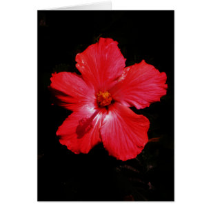 Cartão Flor de Hibiscus Vermelho Rosa-Quente a Preto