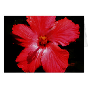 Cartão Flor de Hibiscus Vermelho Rosa-Quente a Preto