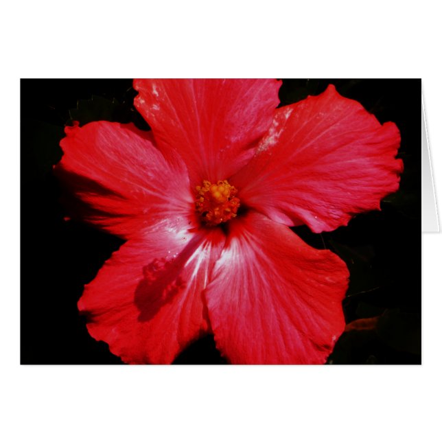 Cartão Flor de Hibiscus Vermelho Rosa-Quente a Preto (Frente Horizontal)