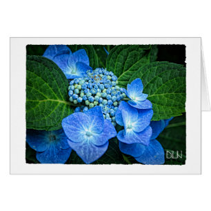 Cartão Flor de Hydrangea Azul/Arte Floral
