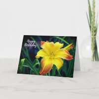 Flor de lírio-dia amarelo e laranja de aniversário