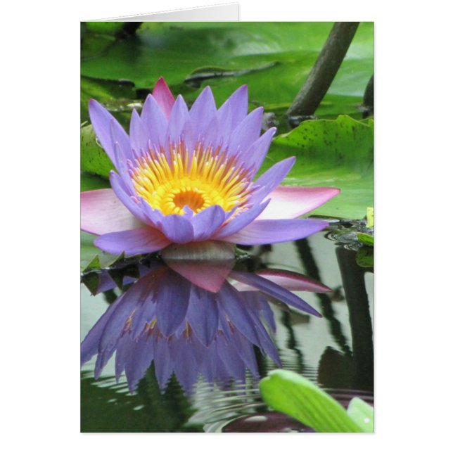 Cartão Flor de Lotus (Frente)