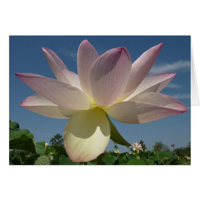 Cartão Flor de Lotus e Céu Azul II (Frente Horizontal)