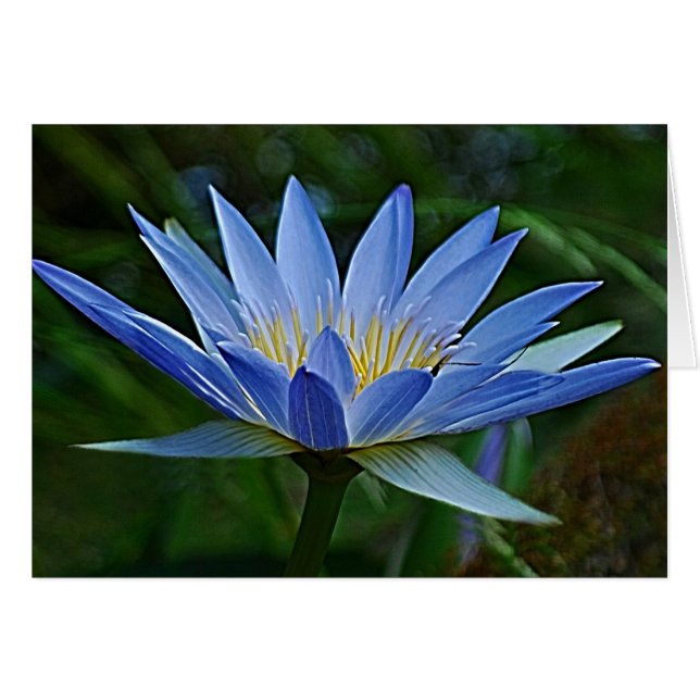 Cartão Flor de lótus e significado (Frente Horizontal)