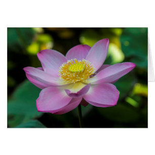 Cartão Flor de lótus florescente, Indonésia