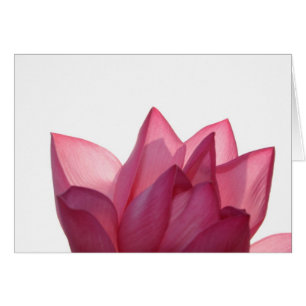 Cartão flor de lótus [Nelumbio speciosum] em plena