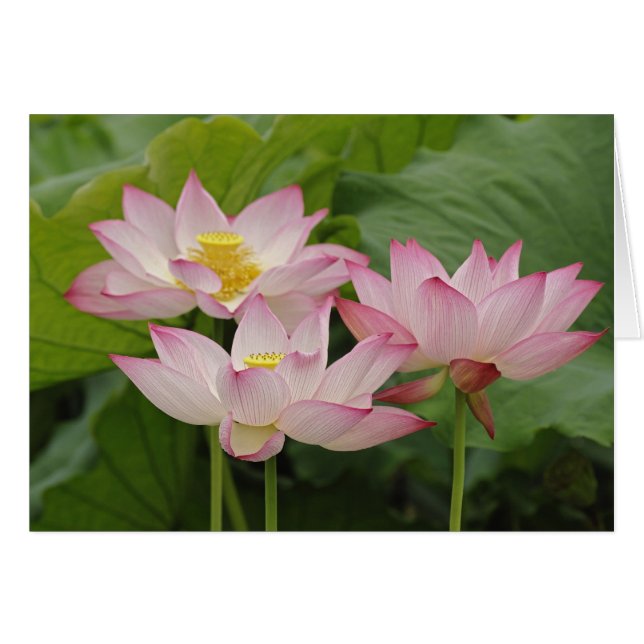 Cartão Flor de lótus, Nelumbo nucifera, China 2 (Frente Horizontal)
