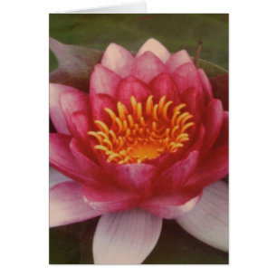 Cartão Flor de Lotus - por Logan Guinn