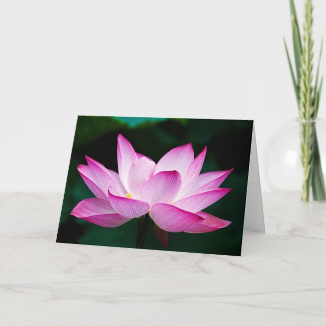 Cartão Flor de Lotus Rosa (Frente)