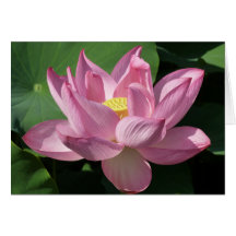 Flor de Lotus Rosa IV