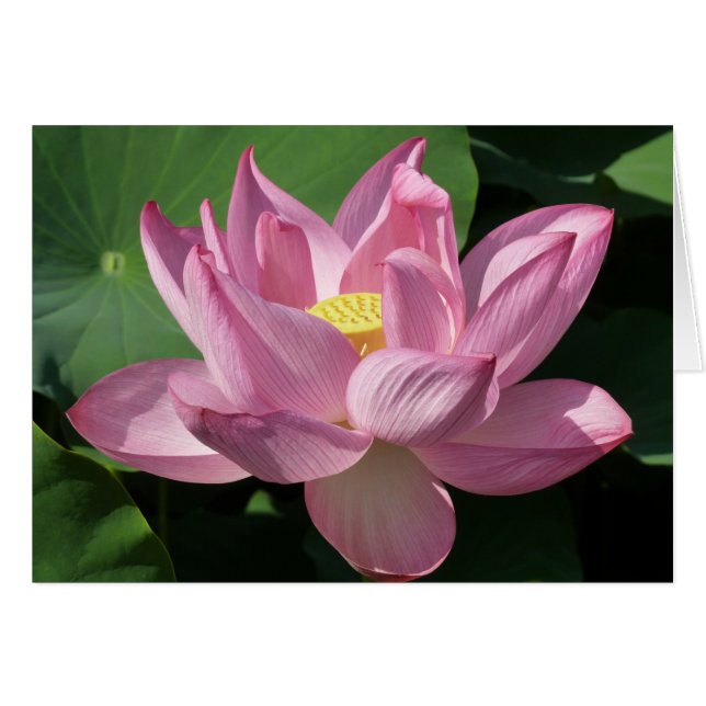 Cartão Flor de Lotus Rosa IV (Frente Horizontal)
