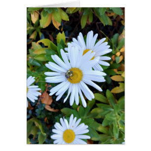 Cartão Flor de margarida branca com uma placa de Vazio de