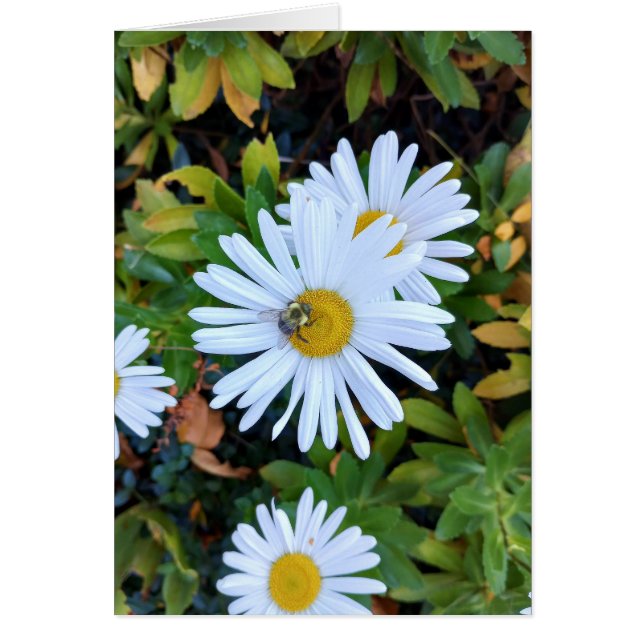 Cartão Flor de margarida branca com uma placa de Vazio de (Frente)