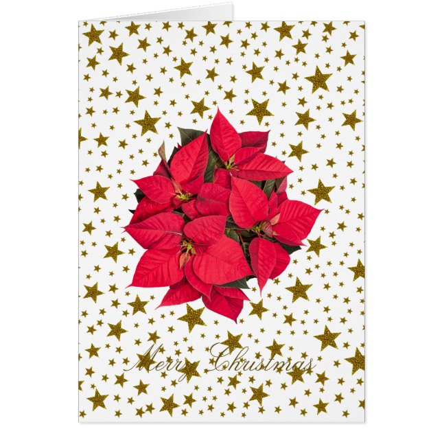 Cartão Flor de Natal Vermelho e estrelas de ouro brilhant (Frente)