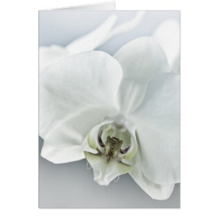 Cartão Flor de Orquídea Branca