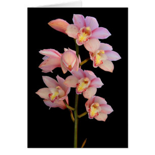 Cartão Flor de orquídea rosa