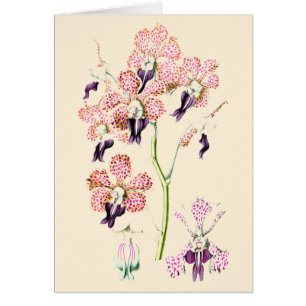 Cartão Flor de orquídea Rosa roxo manchada vintage botani