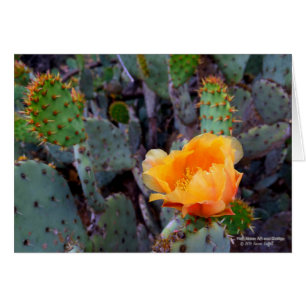 Cartão Flor de Pear Laranja Picante Flor de Cactus