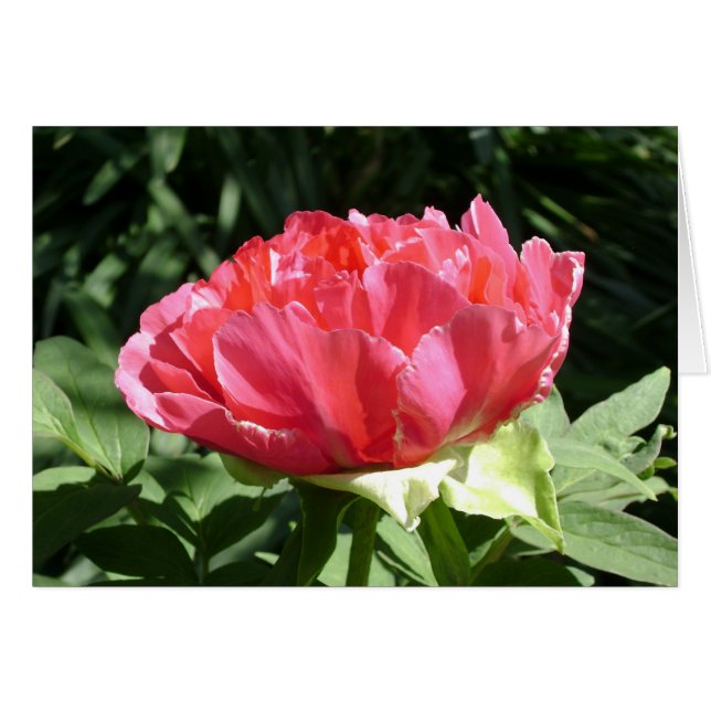 Cartão Flor de Peony Rosa (Frente Horizontal)