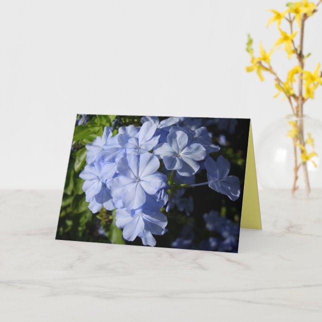 Cartão Flor de Plumbago Azul Havaiano (Flor Amarela)
