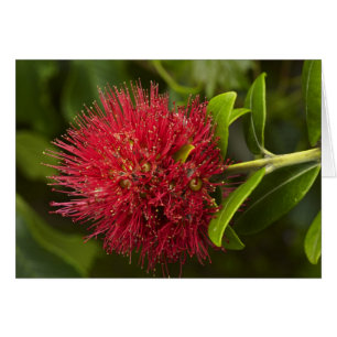 Cartão Flor de Pohutukawa, Dunedin