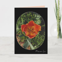 flor de primavera vermelha