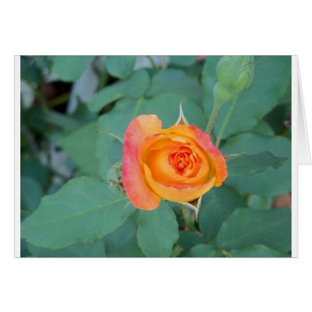 Cartão flor de rosa amarelo alaranjado (Frente Horizontal)