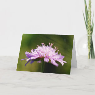 Cartão Flor de Scabious Lilás (Knautia arvensis)