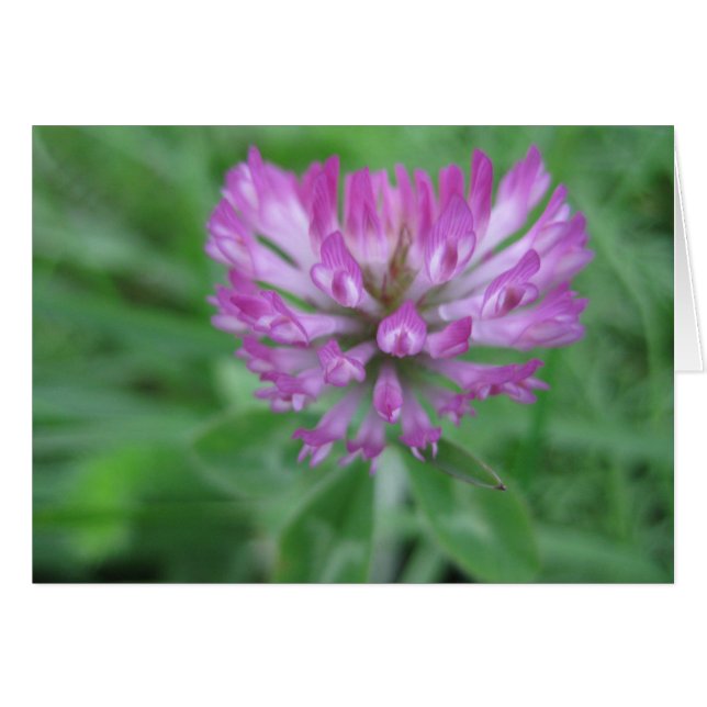 Cartão Flor de trevo vermelho (Frente Horizontal)