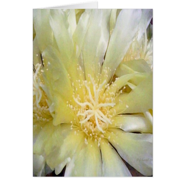 Cartão Flor do cacto (Frente)