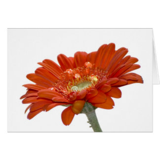 Cartão Flor do Gerbera da margarida alaranjada
