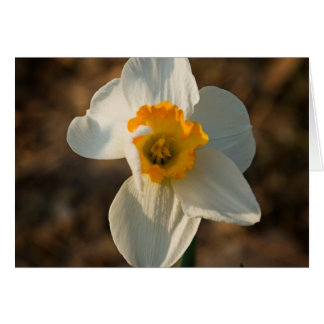 Cartão Flor do jardim