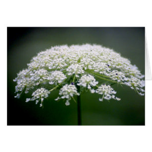 Cartão Flor do laço da rainha Ann