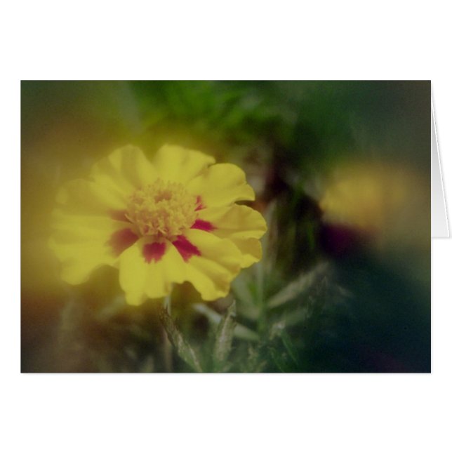 Cartão Flor do ouro (Frente Horizontal)