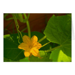 Cartão Flor do pepino
