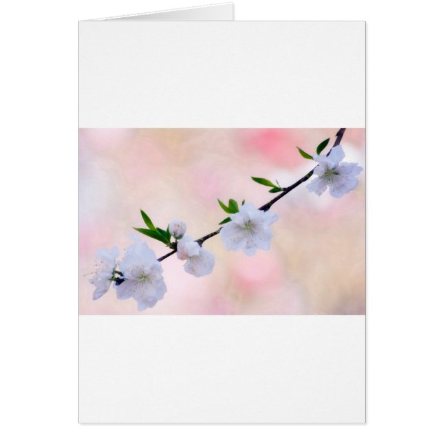 Cartão Flor do pêssego (Frente)