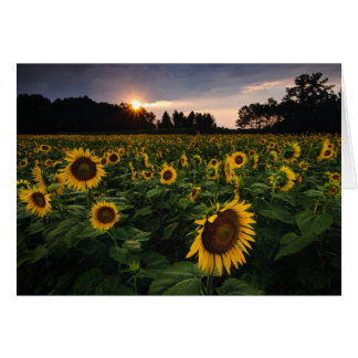 Cartão Flor do por do sol