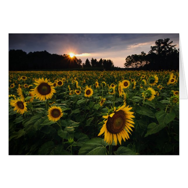 Cartão Flor do por do sol (Frente horizontal)