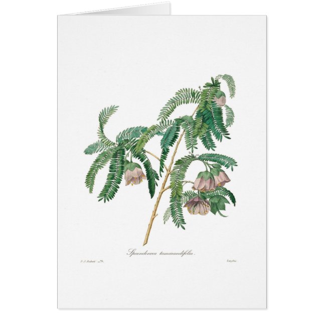 Cartão Flor do Tamarind (Frente)