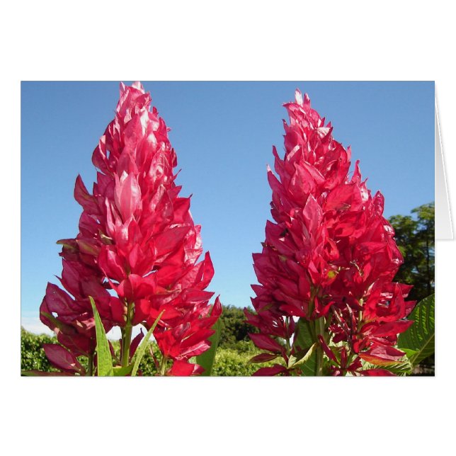 Cartão Flor Duplo Flame v2 (Frente horizontal)
